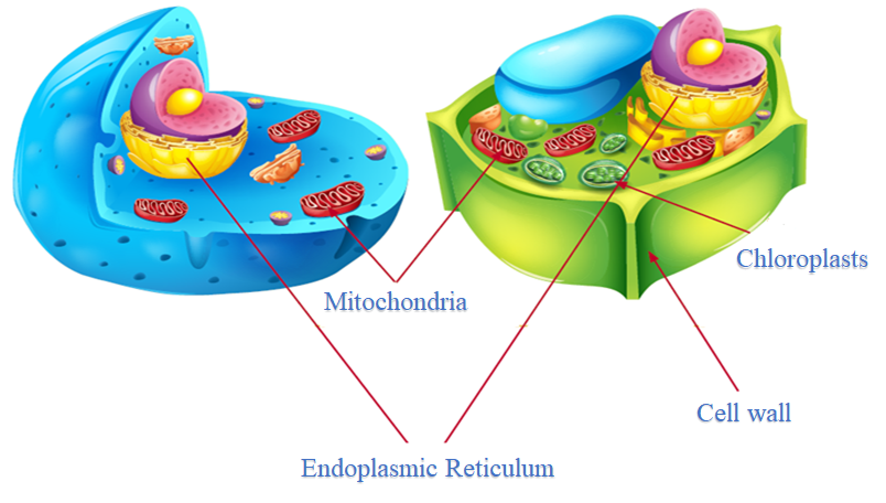 Plant Cells and Animal Cells Plant Cells and Animal Cells